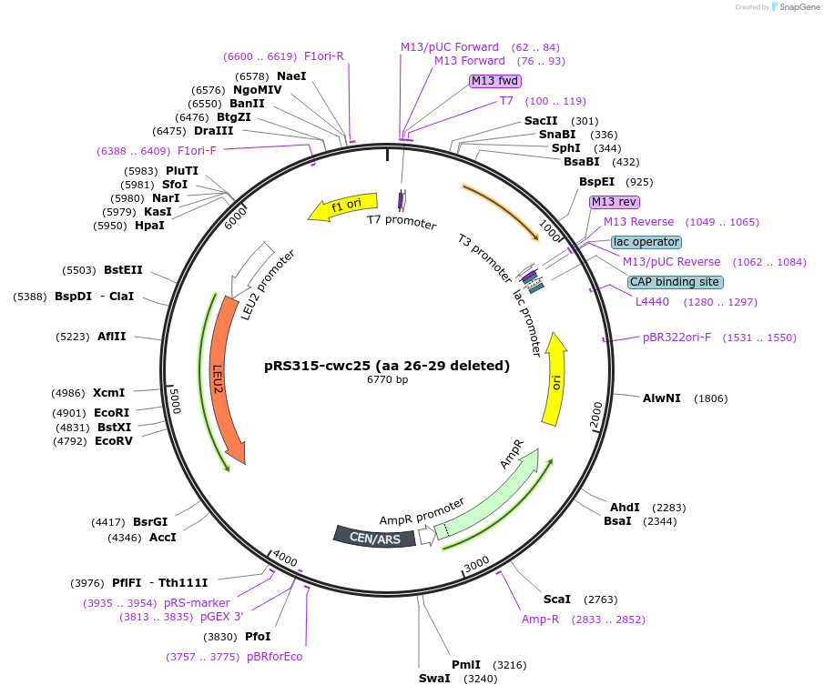 111345-plasmid-map-sequence-id-217763