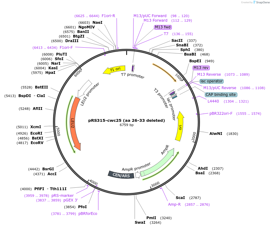 111346-plasmid-map-sequence-id-217765