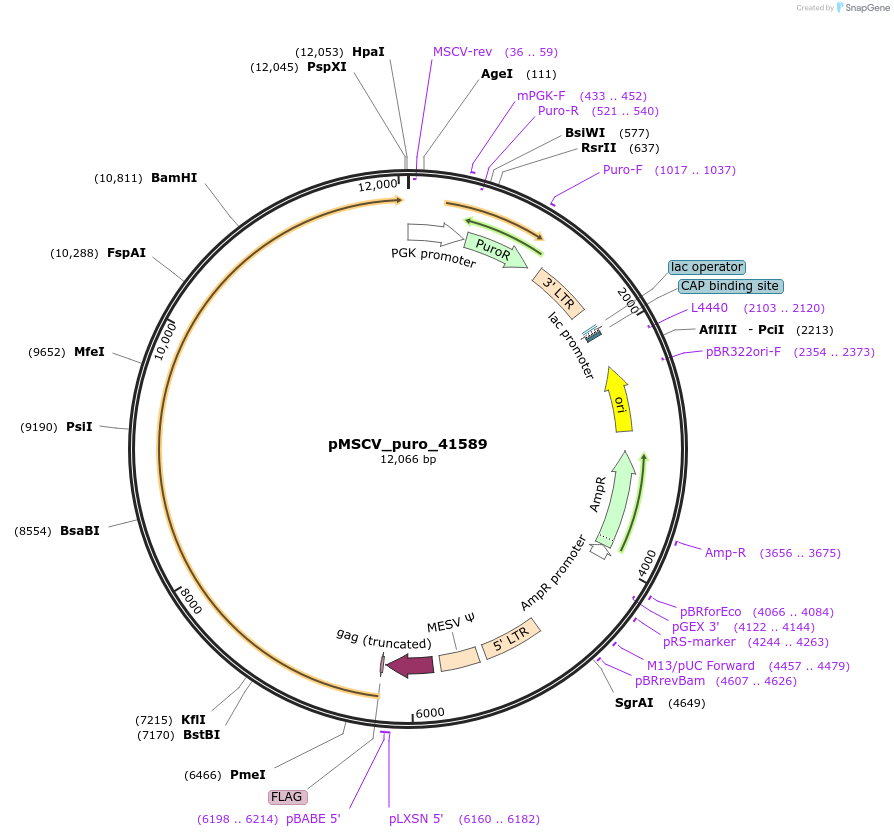 111632-plasmid-map-sequence-id-217766