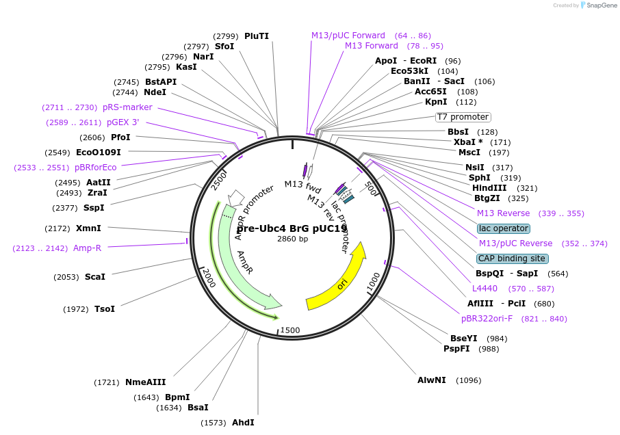 111322-plasmid-map-sequence-id-217772