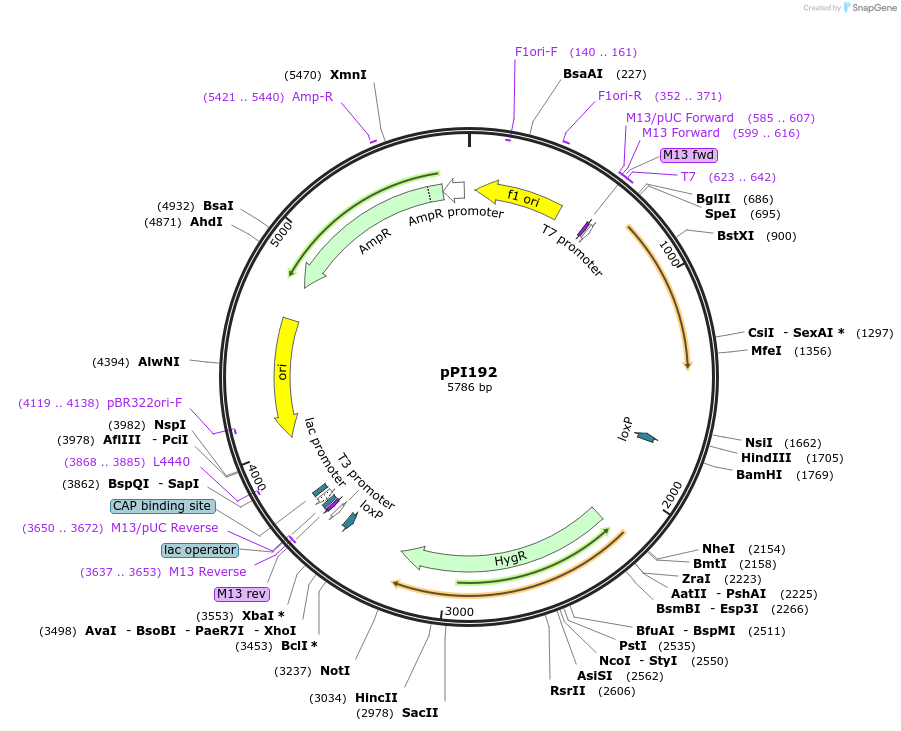 113219-plasmid-map-sequence-id-217781