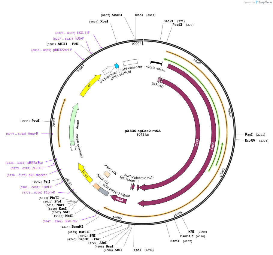 113096-plasmid-map-sequence-id-217790