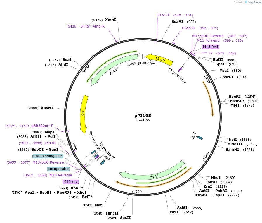 113224-plasmid-map-sequence-id-217795