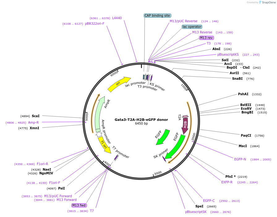 113119-plasmid-map-sequence-id-217796