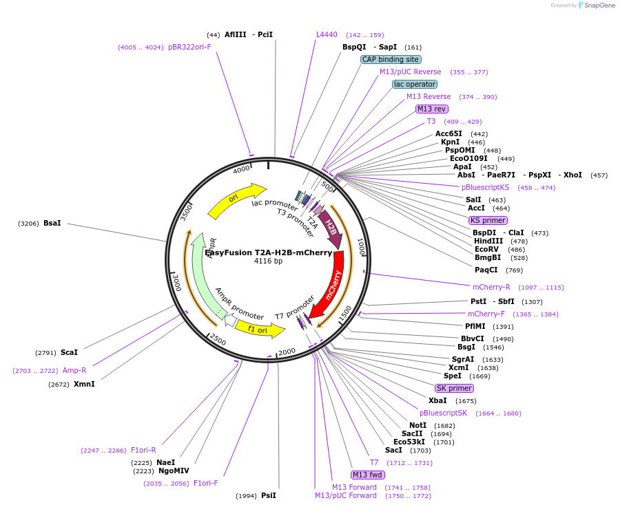 113089-plasmid-map-sequence-id-217815