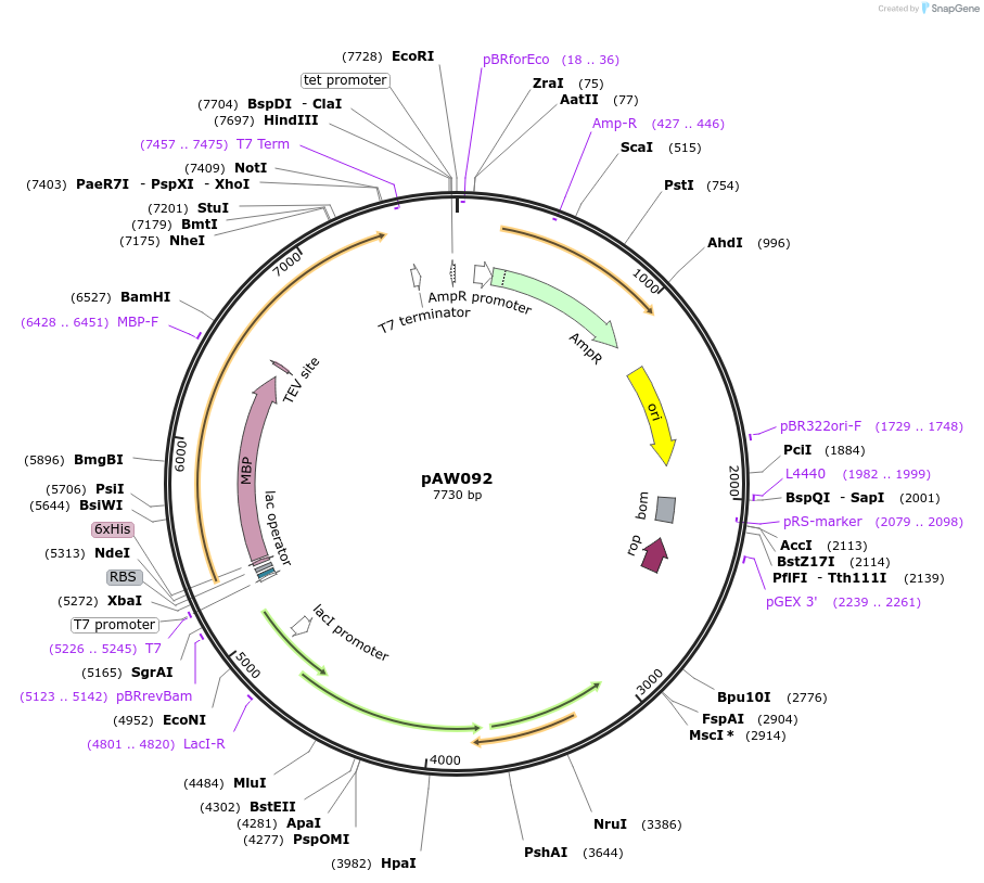 113250-plasmid-map-sequence-id-217820