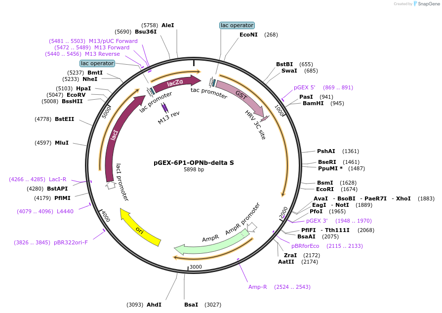 107984-plasmid-map-sequence-id-217825