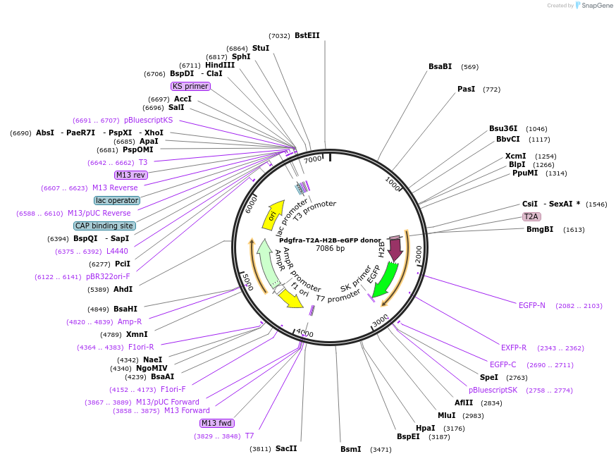 113120-plasmid-map-sequence-id-217828