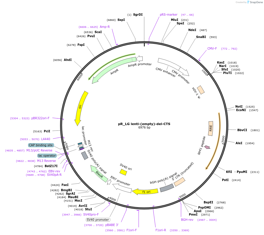 112895-plasmid-map-sequence-id-217829