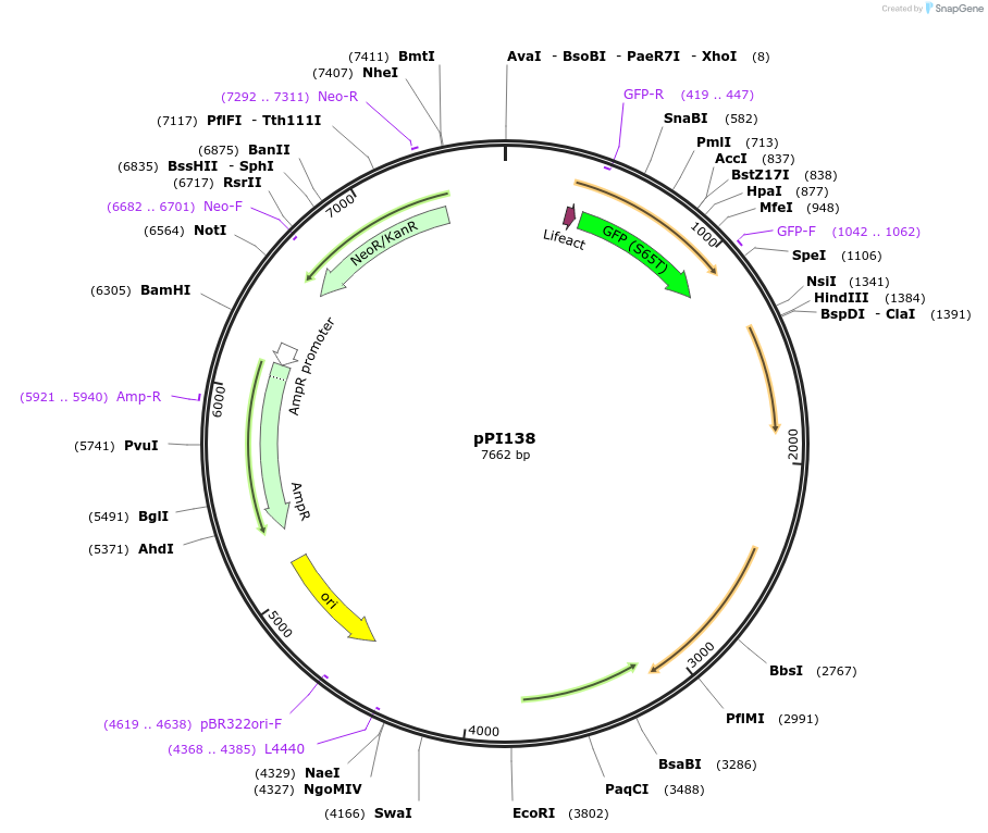 113229-plasmid-map-sequence-id-217850