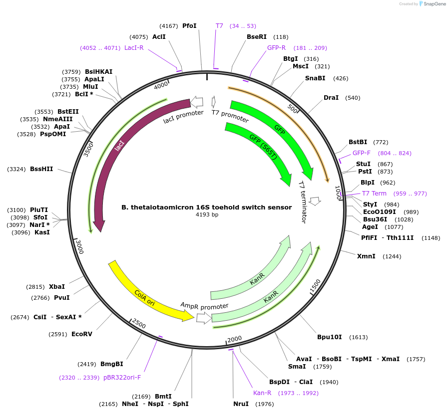 110697-plasmid-map-sequence-id-217852