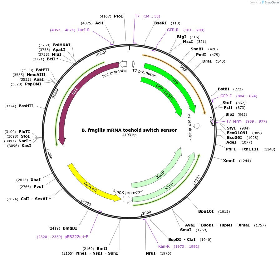 110706-plasmid-map-sequence-id-217904
