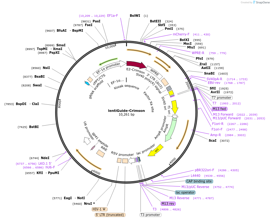 70683-plasmid-map-sequence-id-217910