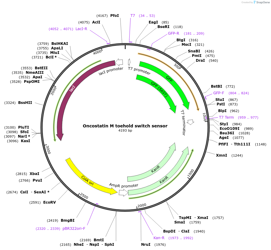 111909-plasmid-map-sequence-id-217919