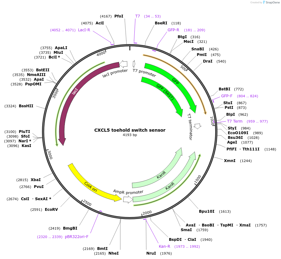 111907-plasmid-map-sequence-id-217920