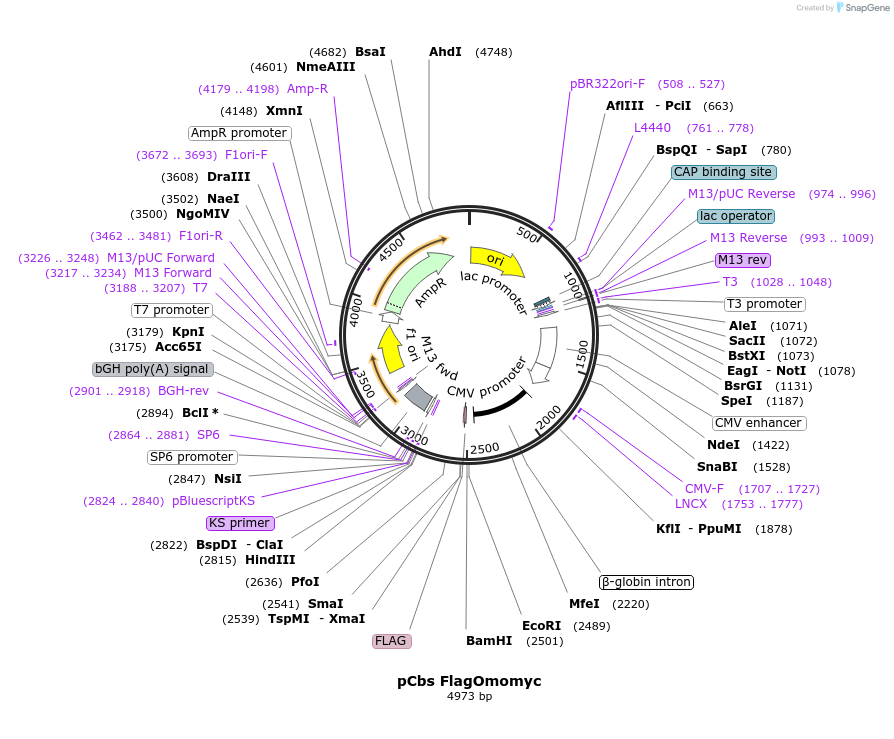 113168-plasmid-map-sequence-id-217924
