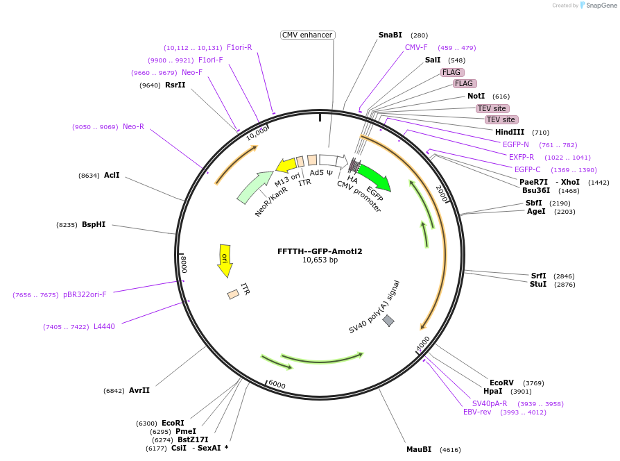112833-plasmid-map-sequence-id-217927