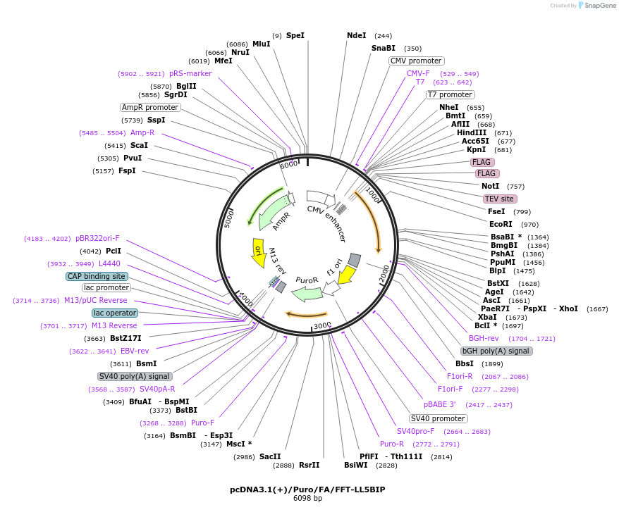 112830-plasmid-map-sequence-id-217929