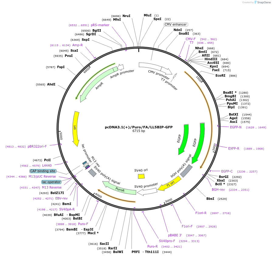 112831-plasmid-map-sequence-id-217932