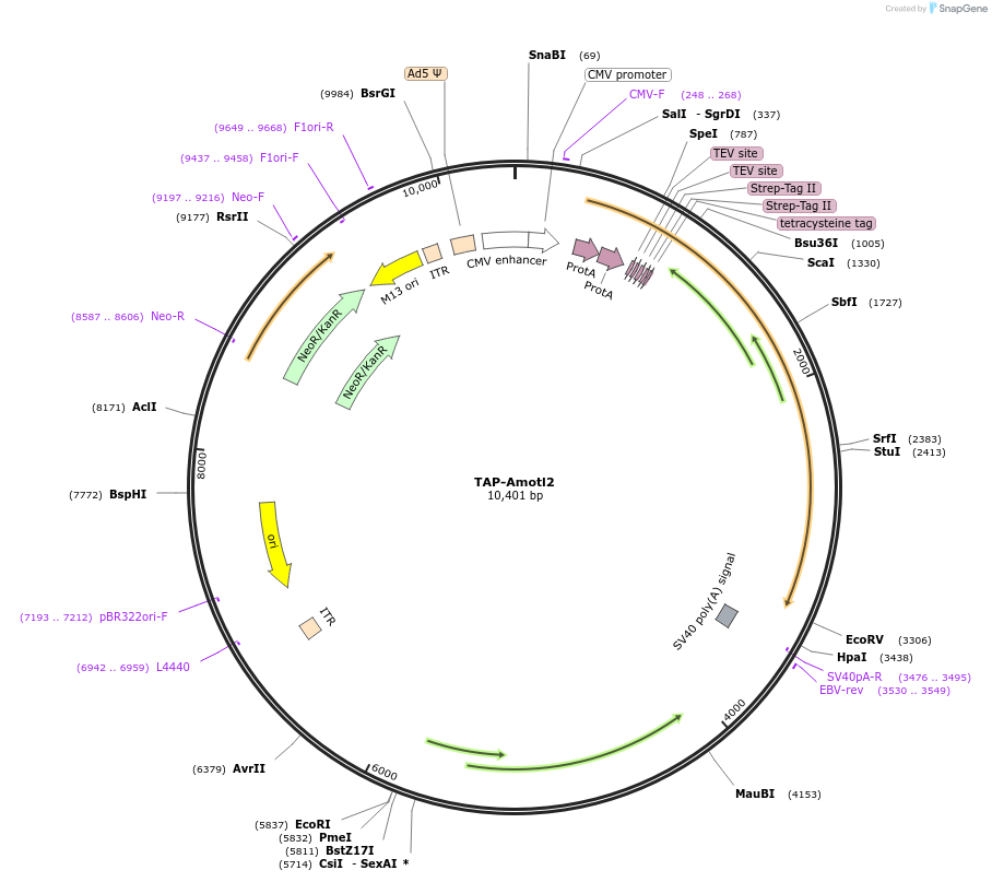 112834-plasmid-map-sequence-id-217933