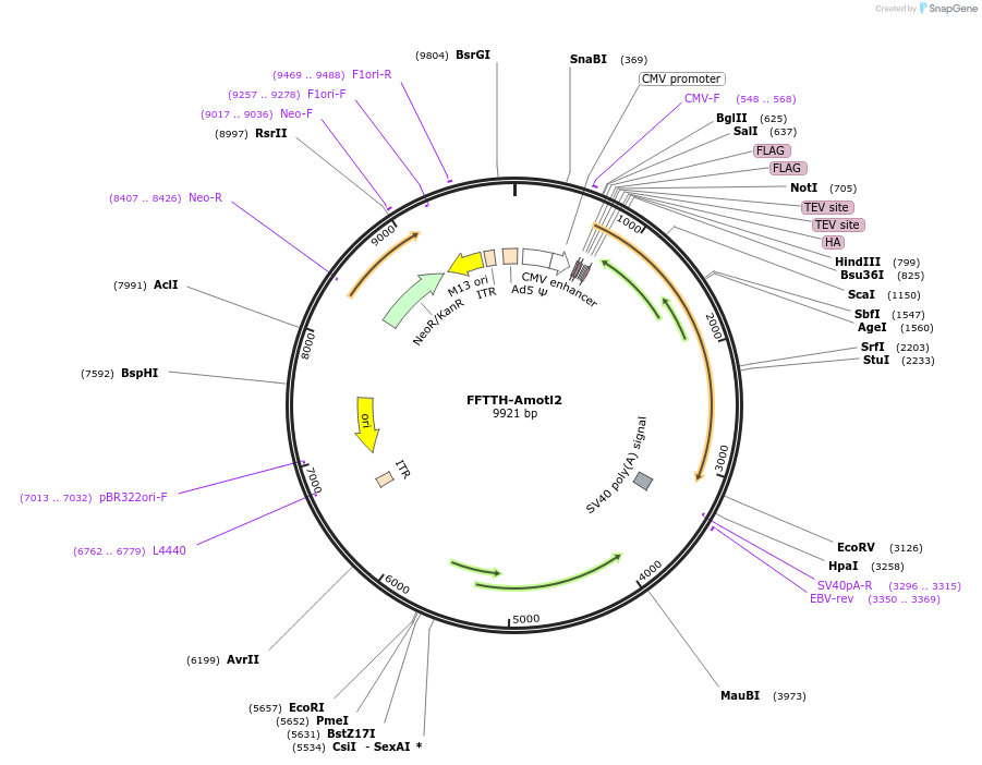 112832-plasmid-map-sequence-id-217935