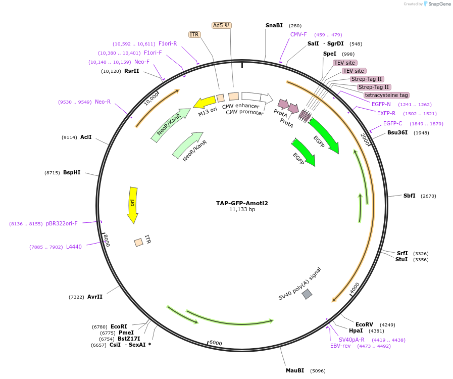 112835-plasmid-map-sequence-id-217938