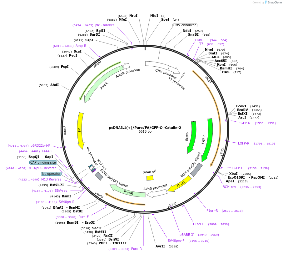 112842-plasmid-map-sequence-id-217941
