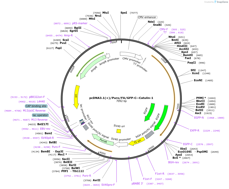 112841-plasmid-map-sequence-id-217946