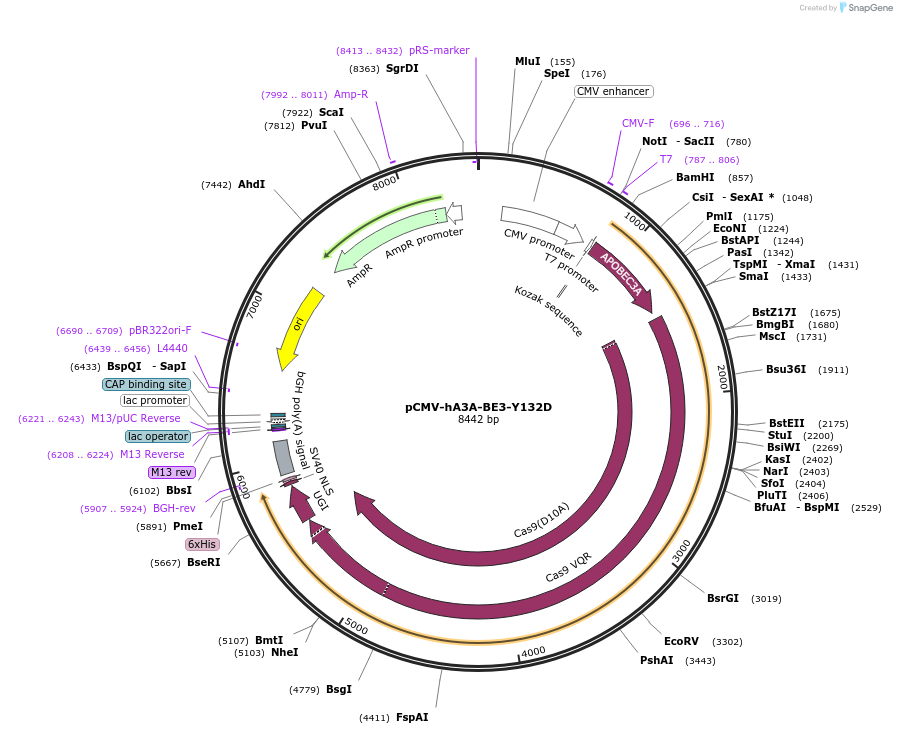 113425-plasmid-map-sequence-id-217957