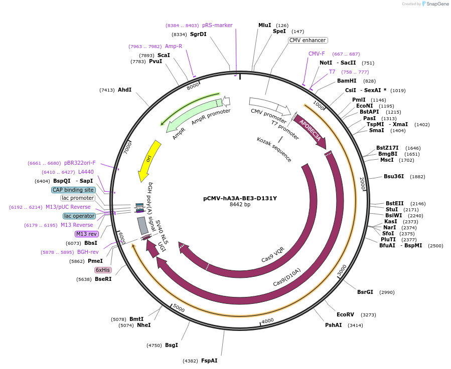 113424-plasmid-map-sequence-id-217958