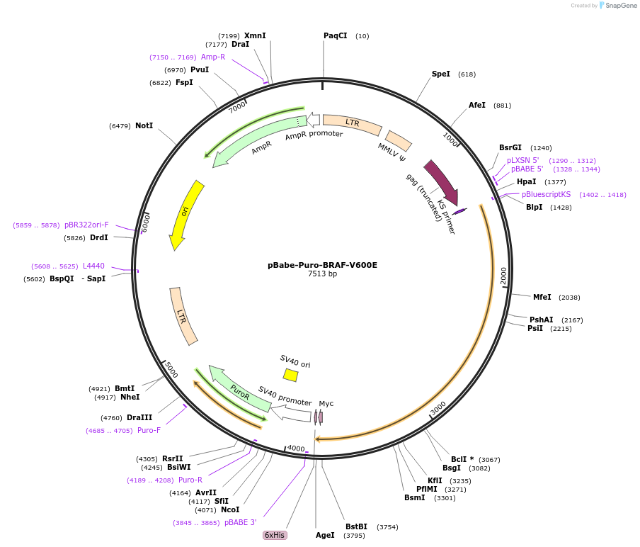 15269-plasmid-map-sequence-id-217979