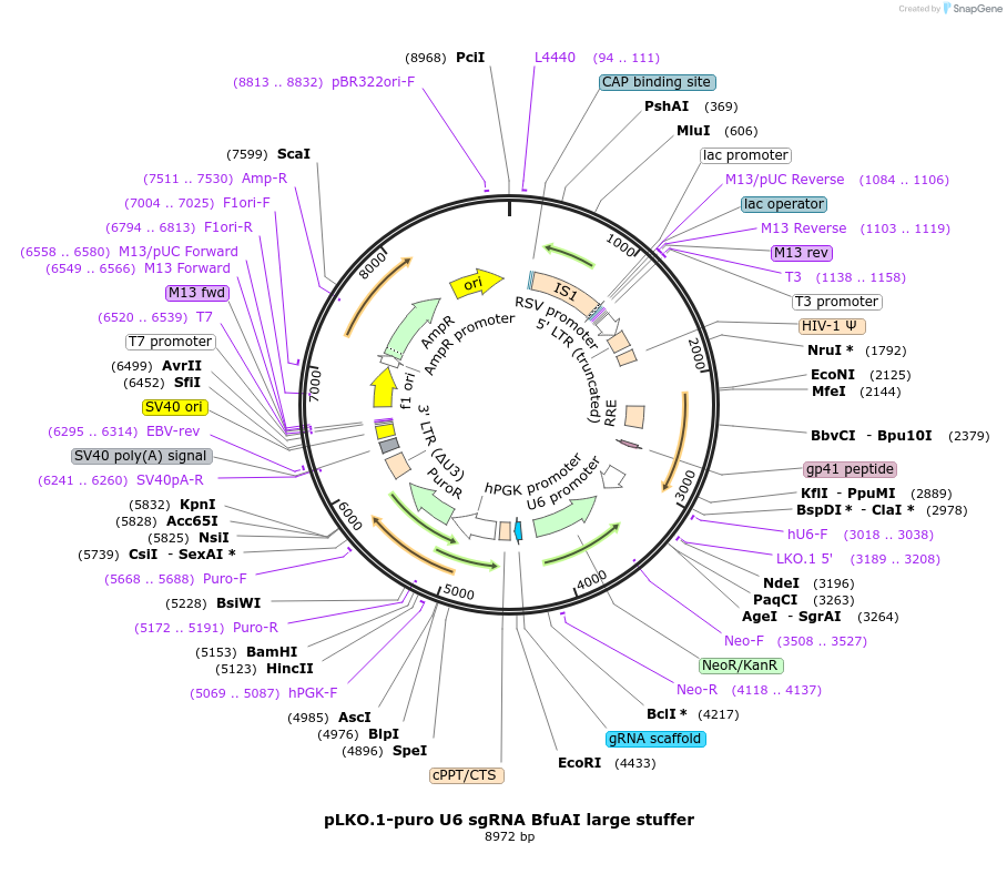 52628-plasmid-map-sequence-id-217983