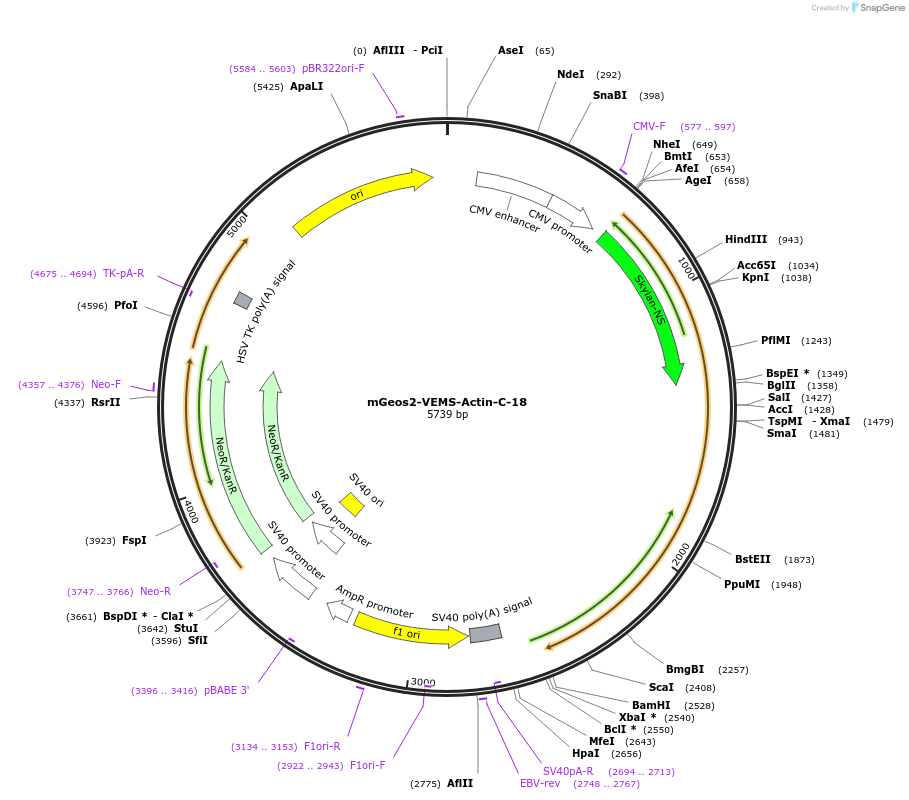 57537-plasmid-map-sequence-id-217995