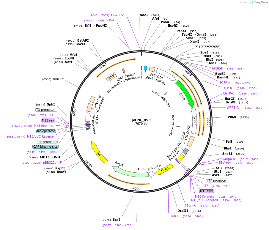 113591-plasmid-map-sequence-id-217997