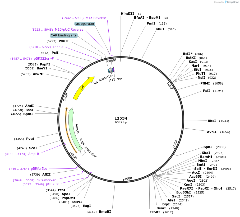 1608-plasmid-map-sequence-id-218