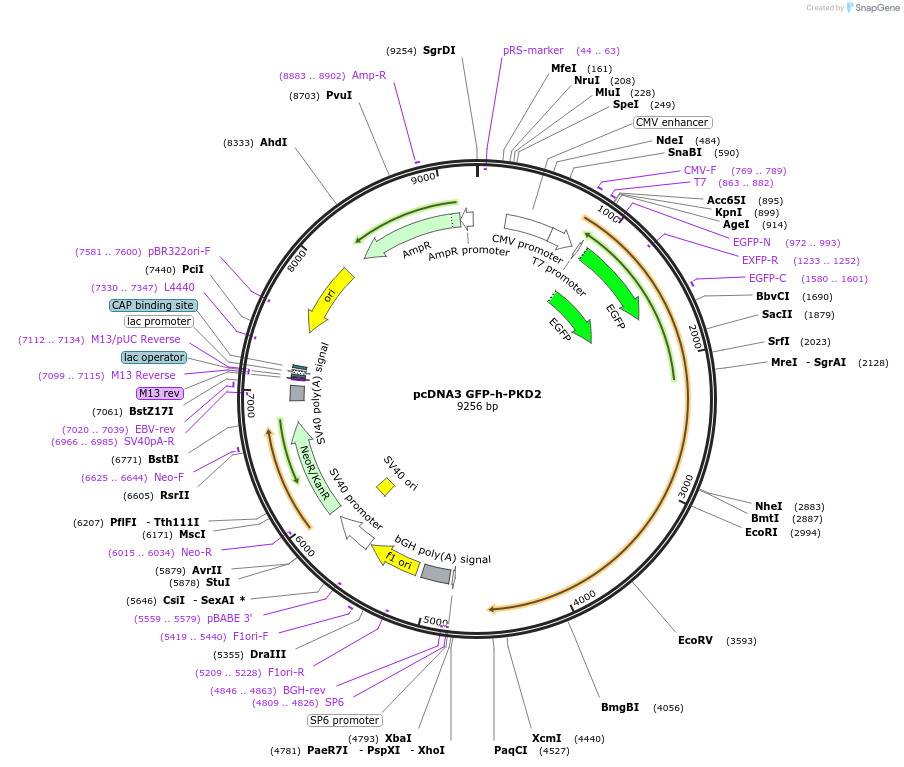 83451-plasmid-map-sequence-id-218014
