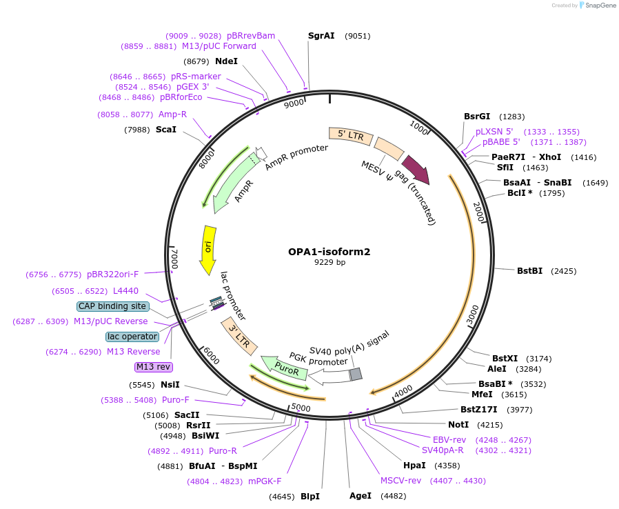 70174-plasmid-map-sequence-id-218020