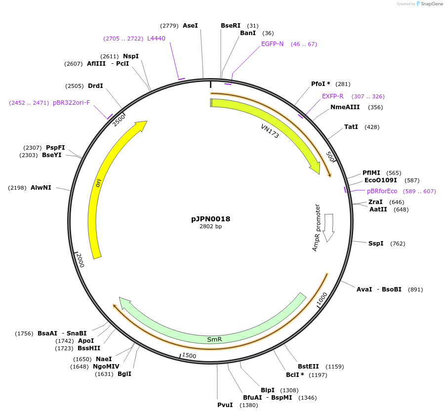 112083-plasmid-map-sequence-id-218022
