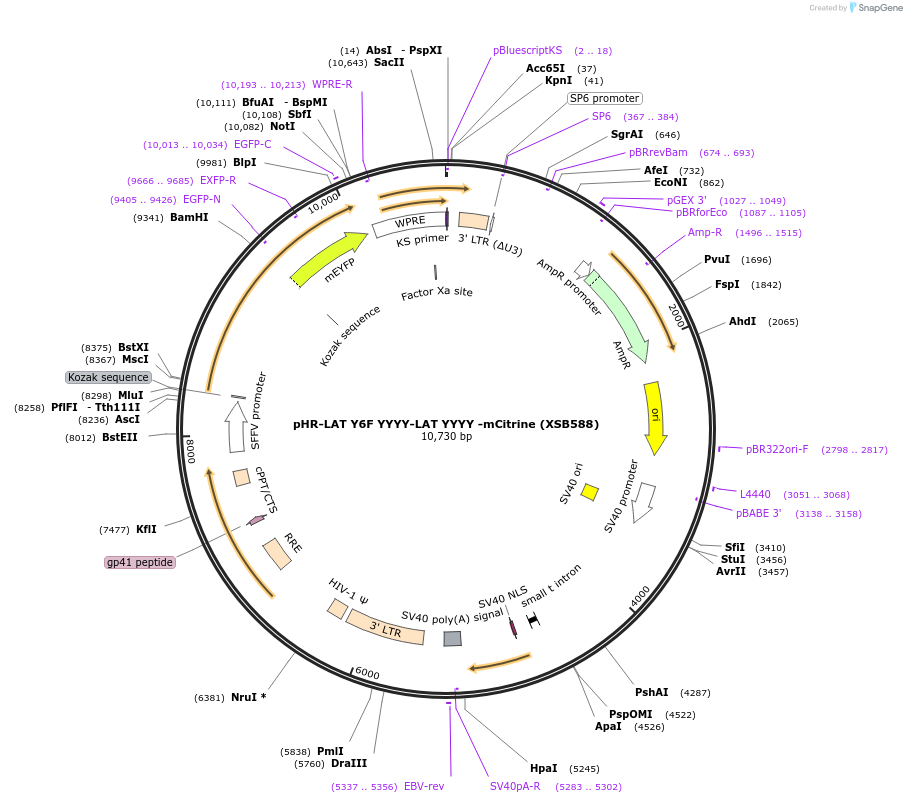 78516-plasmid-map-sequence-id-218049