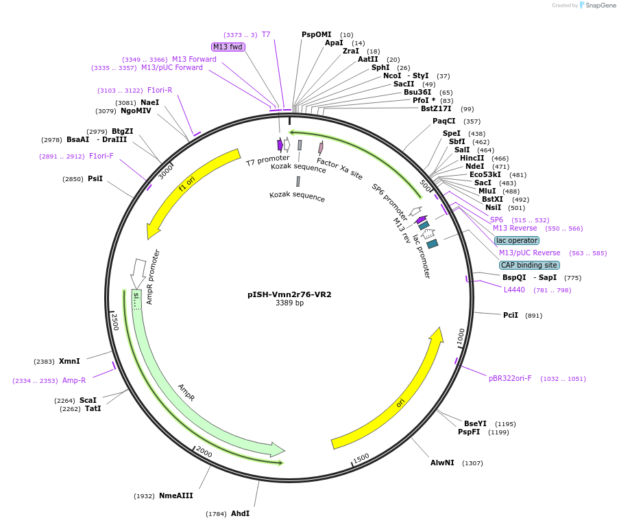 108085-plasmid-map-sequence-id-218059