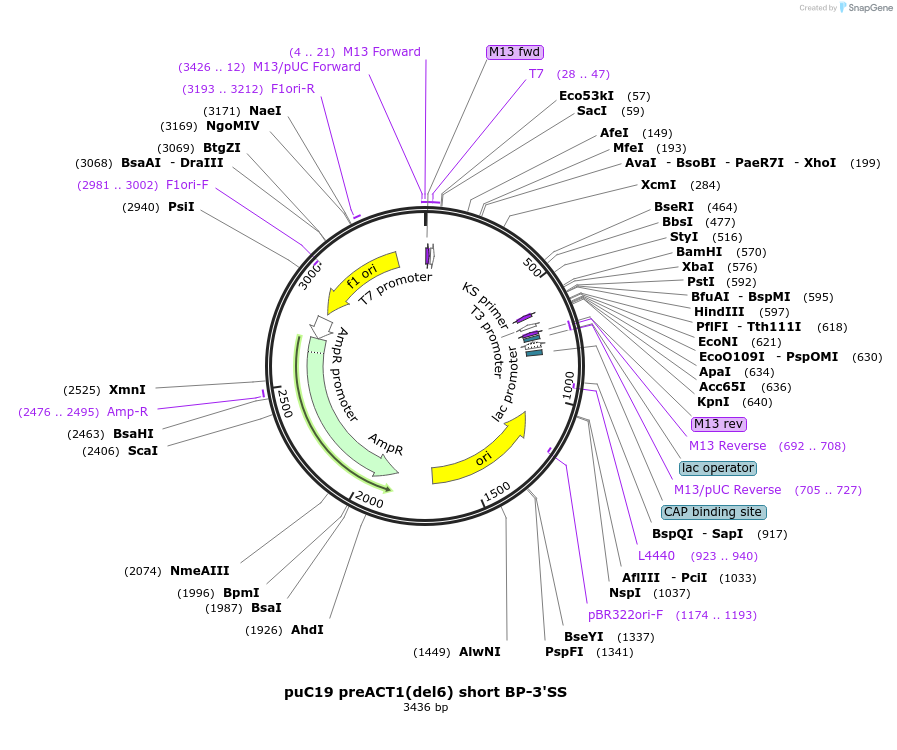 111333-plasmid-map-sequence-id-218074