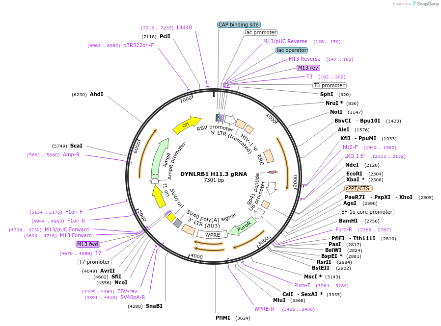 90664-plasmid-map-sequence-id-218076