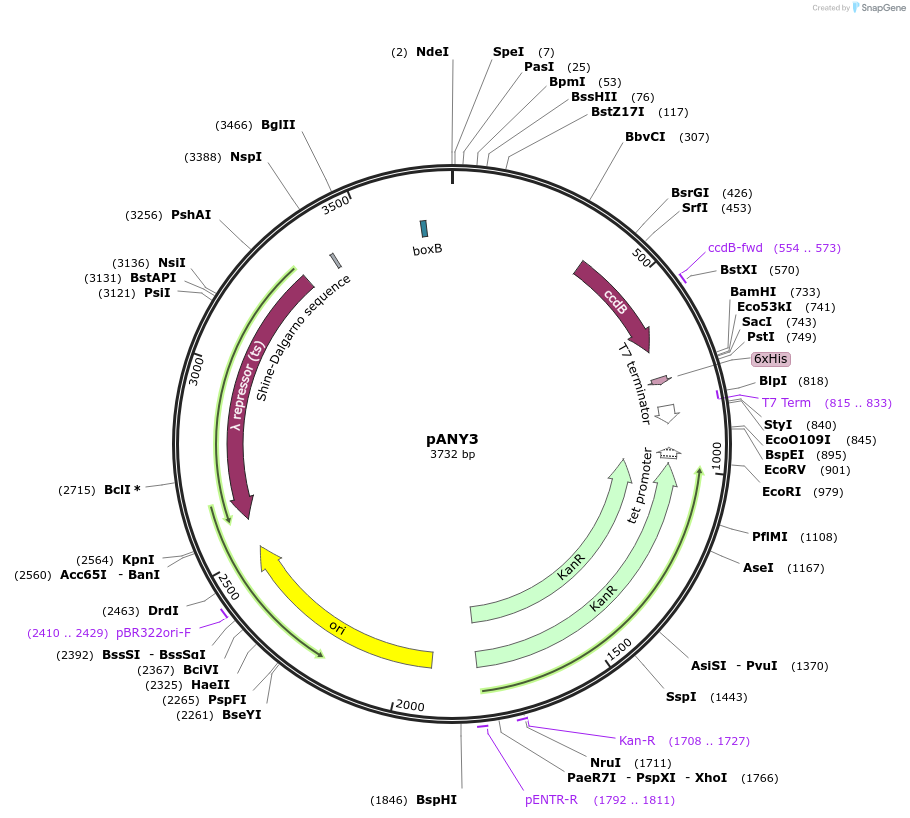 112197-plasmid-map-sequence-id-218115