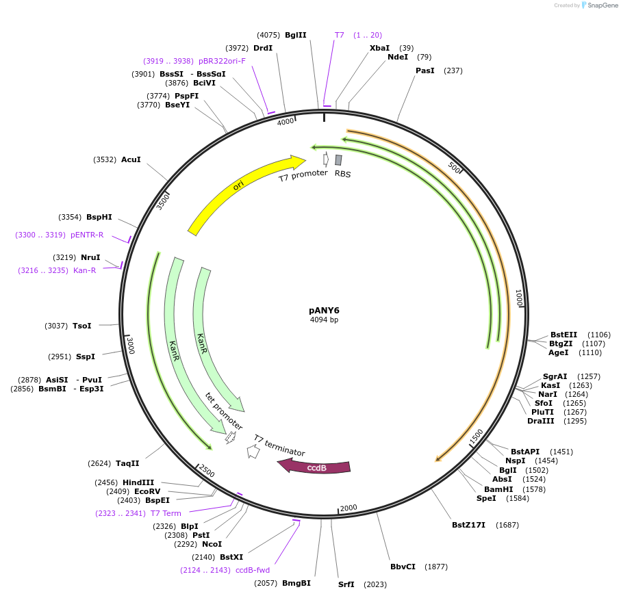 112198-plasmid-map-sequence-id-218116