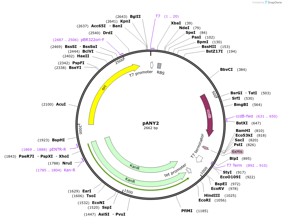 112196-plasmid-map-sequence-id-218117