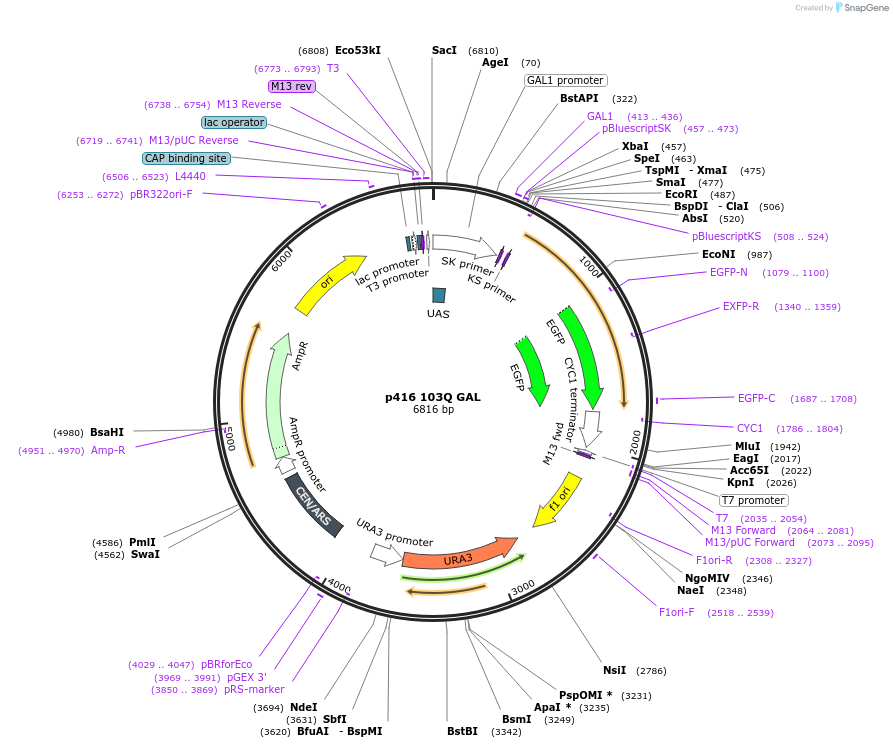 1186-plasmid-map-sequence-id-218128