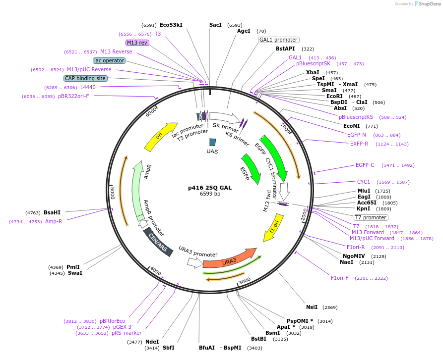 1185-plasmid-map-sequence-id-218131
