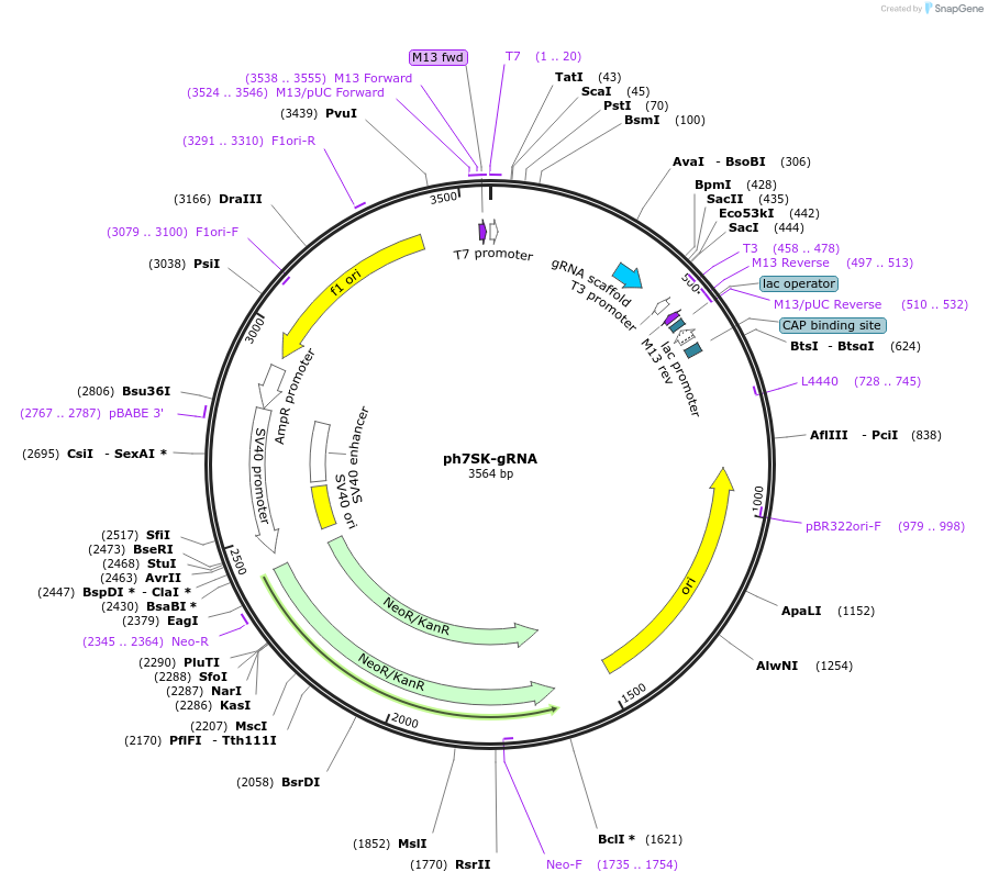 53189-plasmid-map-sequence-id-218132