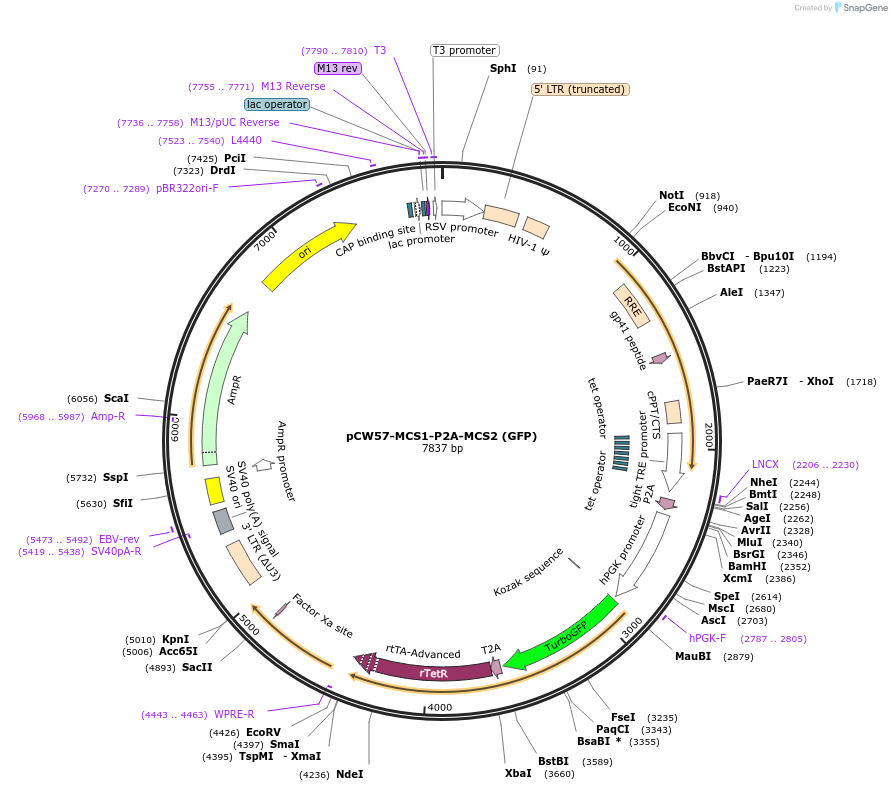 80924-plasmid-map-sequence-id-218133