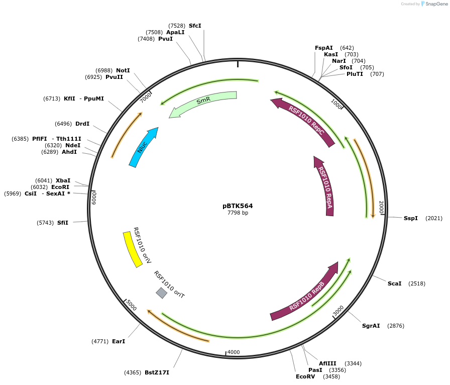 110613-plasmid-map-sequence-id-218137